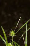 Greater bladder sedge